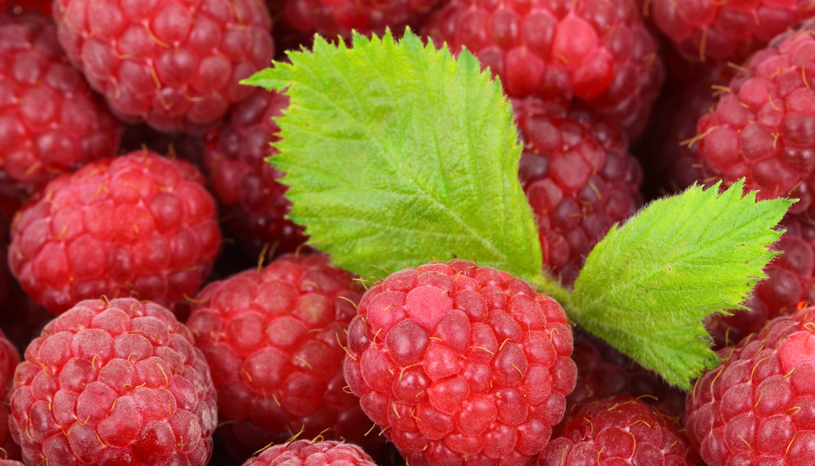raspberry leaf tea