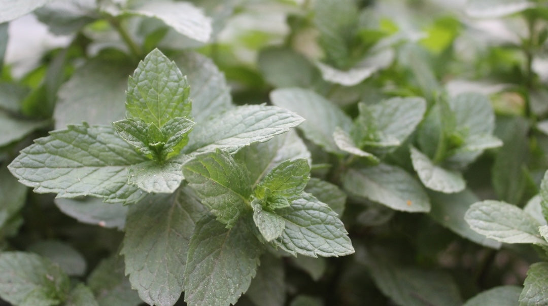 Peppermint Tea During Pregnancy: Safe Consumption and Benefits