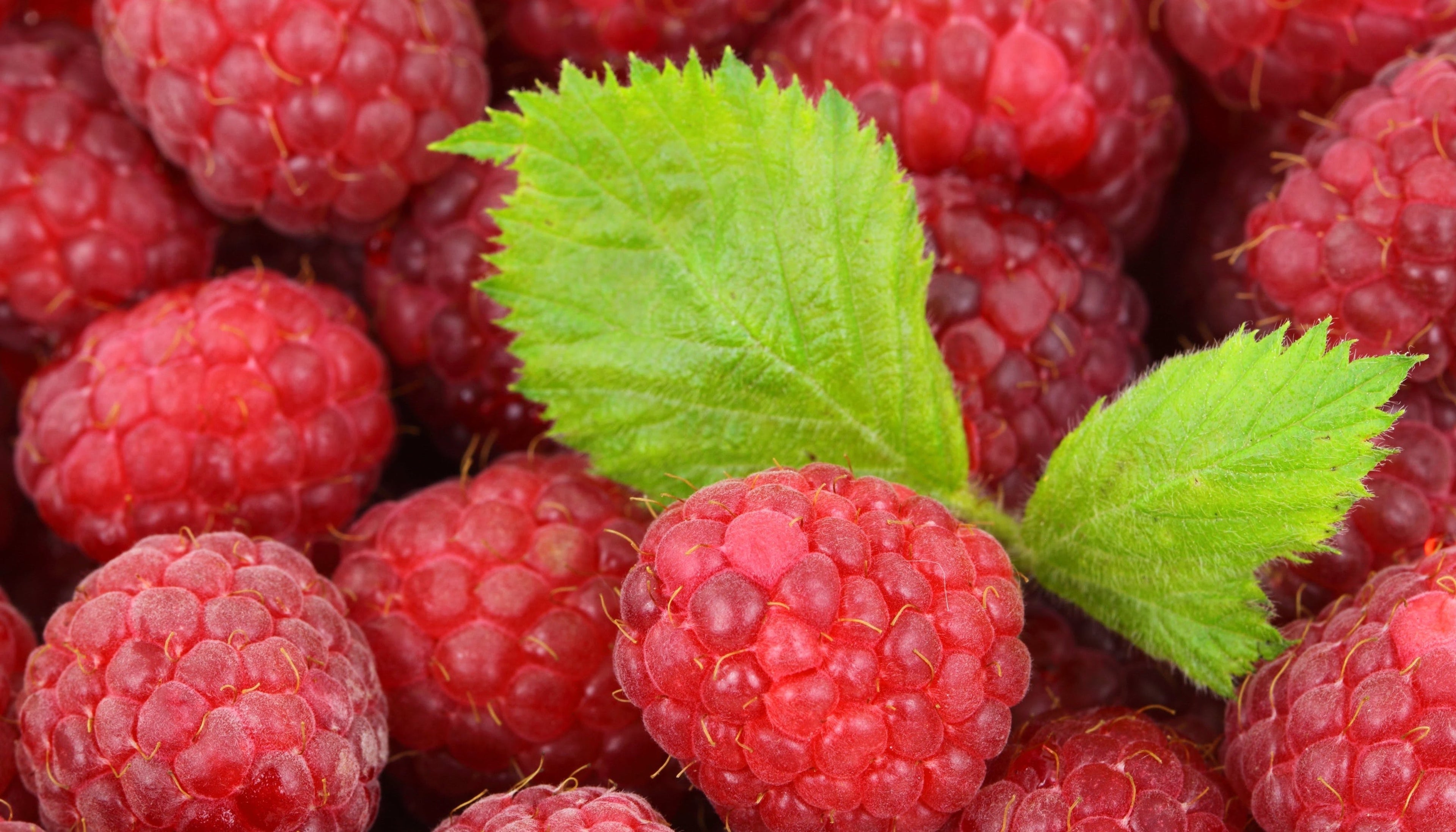 raspberry leaf tea